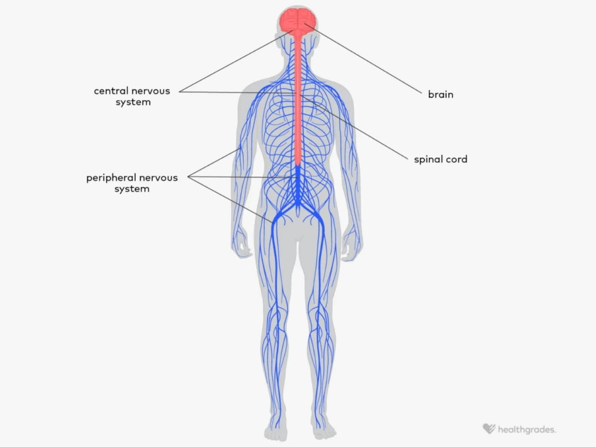 Illustration of the peripheral nervous system showing nerve pathways throughout the body