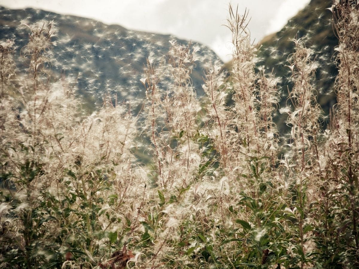 A picture of pollen coming off of plants to show a cause of Seasonal Allergies.